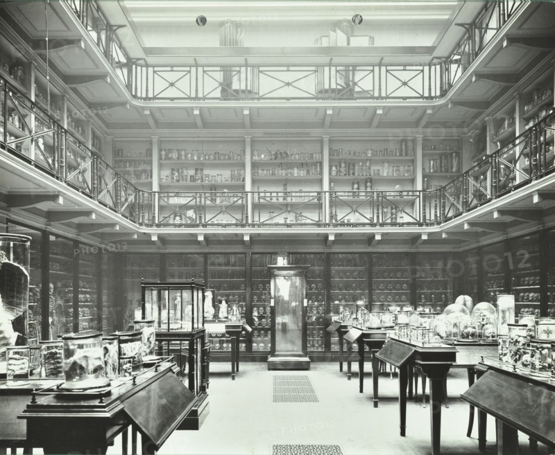 39-43 Lincoln's Inn Fields, Westminster LB, London: Royal College of Surgeons, museum room 2, 1911. Creator: Unknown.