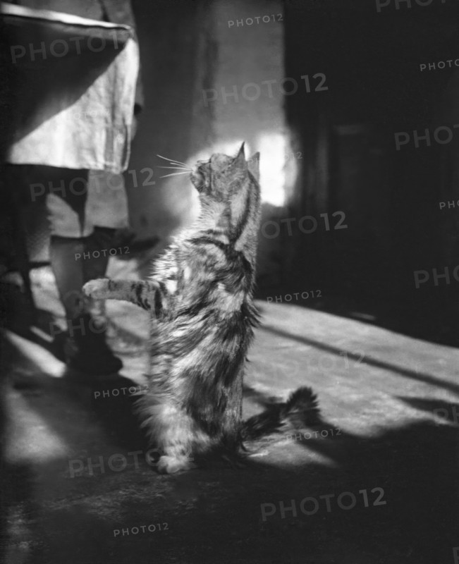 Cat, Kilternan Abbey, Golden Ball, Ireland, c1895. Creator: Robert Augustus Henry L'Estrange.
