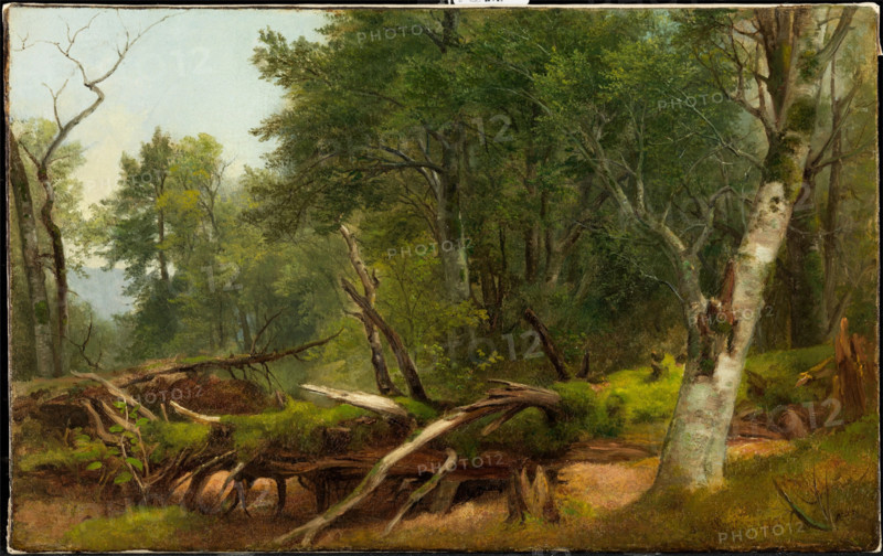 Forest Scene in the Catskills, between 1855 and 1860. Creator: Asher Brown Durand.