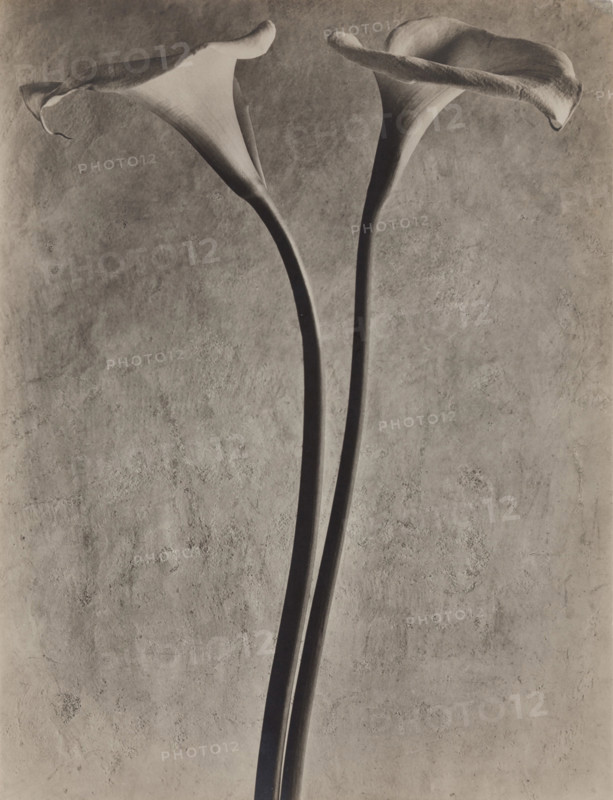 Calla Lilies, c1927. Creator: Tina Modotti.