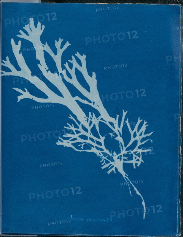 Fucus ceranoides, 1843 or 1844. Creator: Anna Atkins.