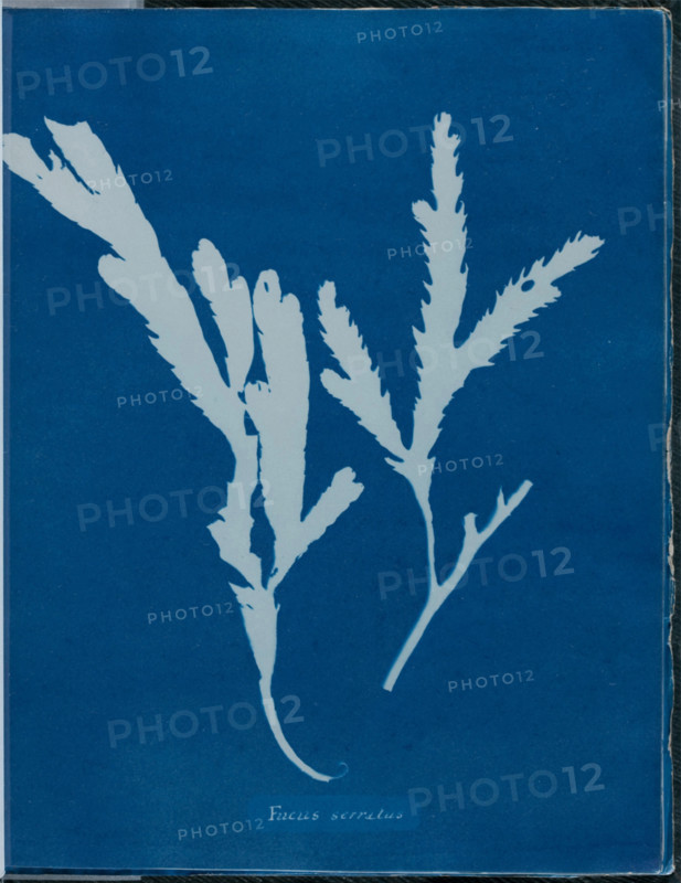 Fucus serratus, 1843 or 1844. Creator: Anna Atkins.
