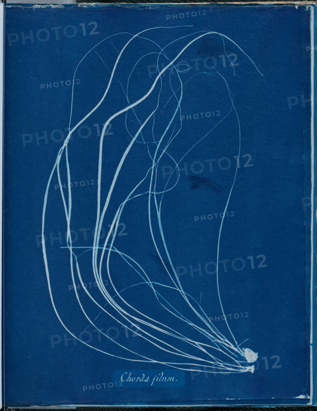 Chorda filium, 1843 or 1844. Creator: Anna Atkins.