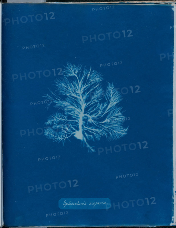 Sphacelaria scoparia, 1843 or 1844. Creator: Anna Atkins.