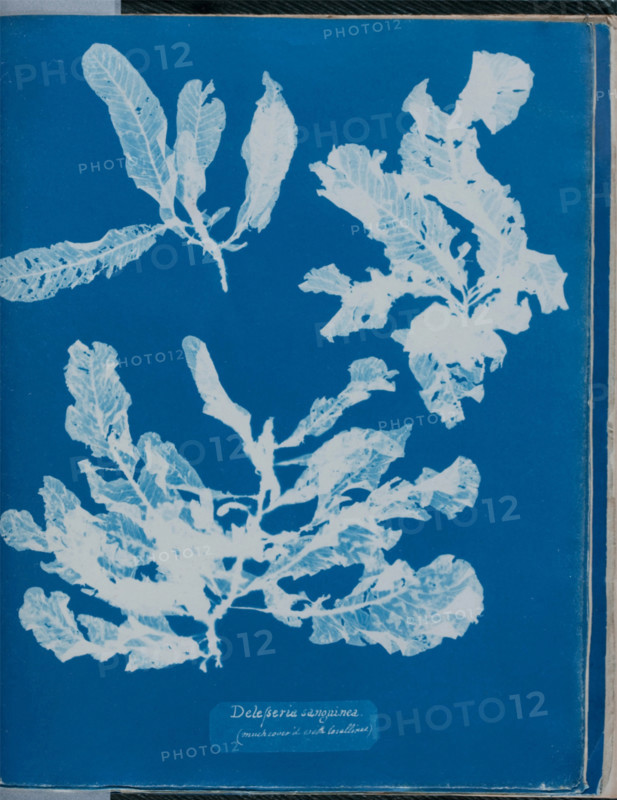 Delesseria sanguinea (much cover'd with Corallines), 1843 or 1844. Creator: Anna Atkins.