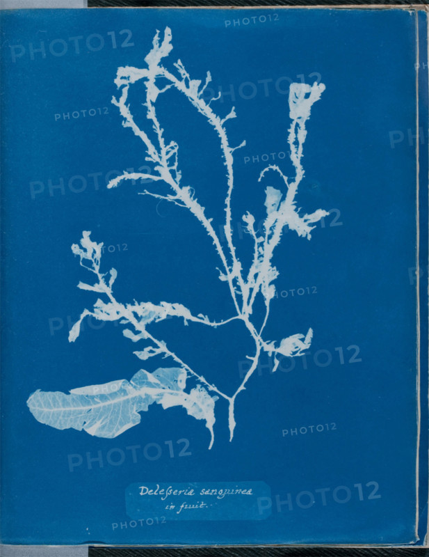 Delesseria sanguinea in fruit, 1843 or 1844. Creator: Anna Atkins.