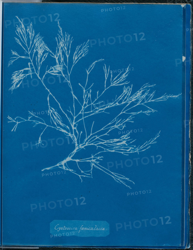 Cystoseira foeniculacea, 1843 or 1844. Creator: Anna Atkins.