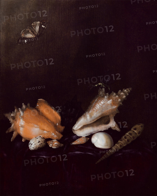 Still Life with Shells and Insects, 1656. Creator: Pieter van de Venne.