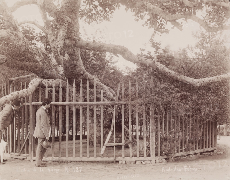 L'arbre de la Vièrge, c1880. Creator: Abdullah Frères.