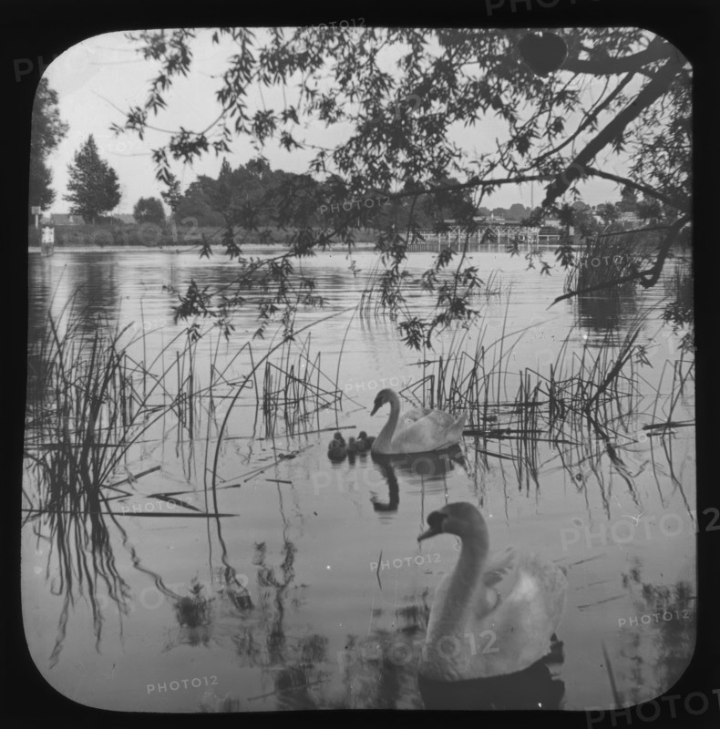 White swans and cygnets on river - unknown location. Creator: Unknown.