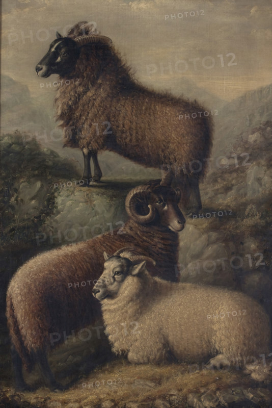 Three Welsh Sheep, 1835. Creator: William Shiels.