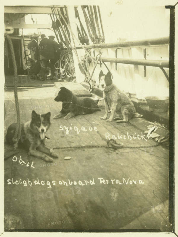 Terra Nova, Antartic Expedition, c1913. Creator: Unknown.