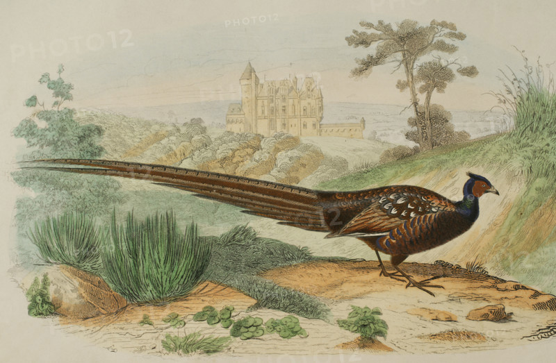 Pheasant, 1856. Creator: Edouard Travies.
