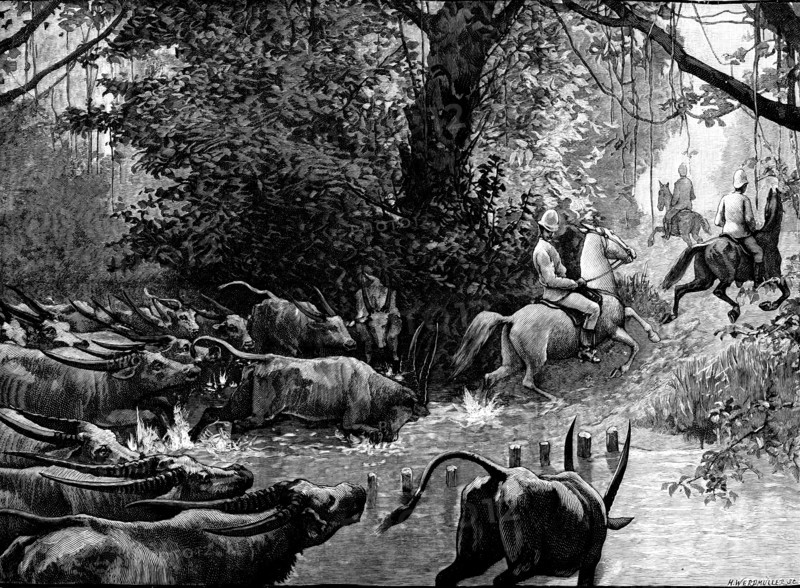 Sketches in Formosa: pursued by water-buffaloes, 1890. Creator: H. Werdmüller.