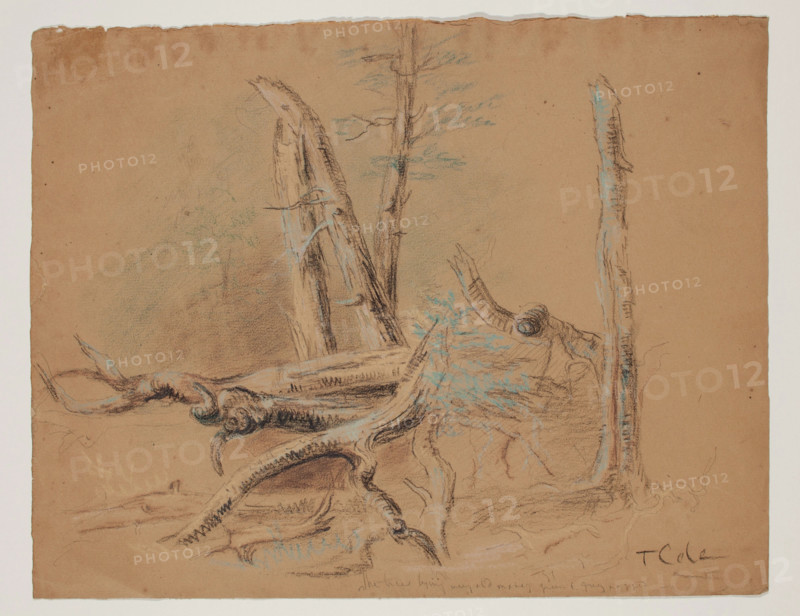 Trunks of Trees and Foliage, between 1820 and 1848. Creator: Thomas Cole.