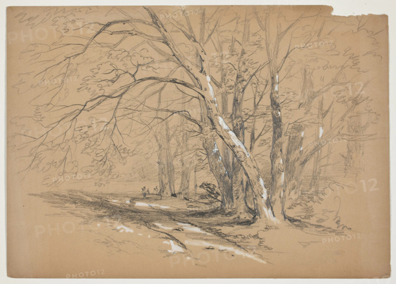 Woodland Trees, 19th century. Creator: John William Casilear.
