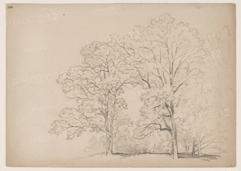Grove of Trees, between 1831 and 1893. Creator: John William Casilear.