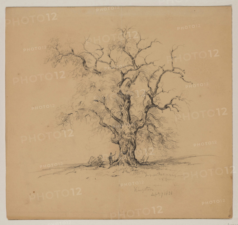 Oak Tree, Kingston, September 7th, 1838, 1838. Creator: John William Casilear.