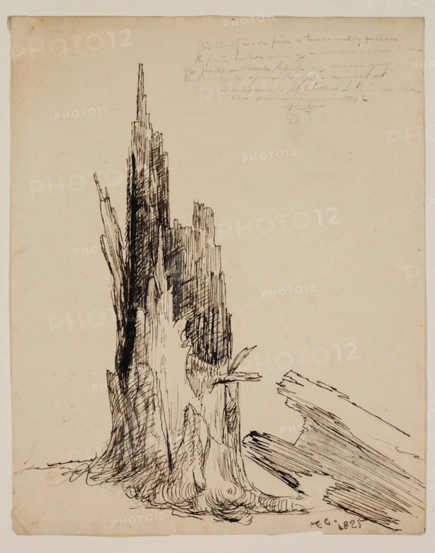 Lower Part of a Tree "Recently Fallen", 1825. Creator: Thomas Cole.