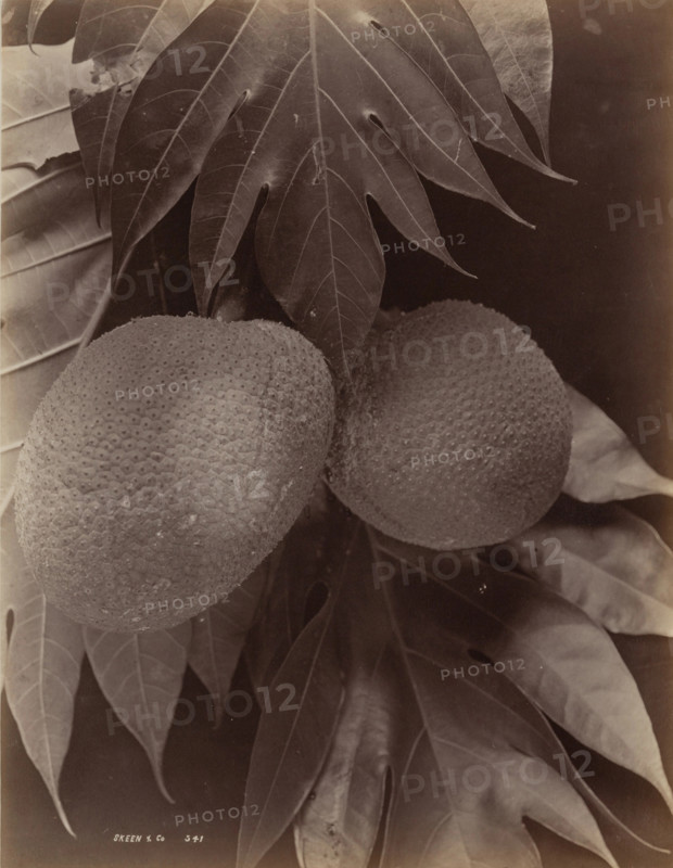 Bread Fruit, 1870. Creator: S. Slinn & Co..