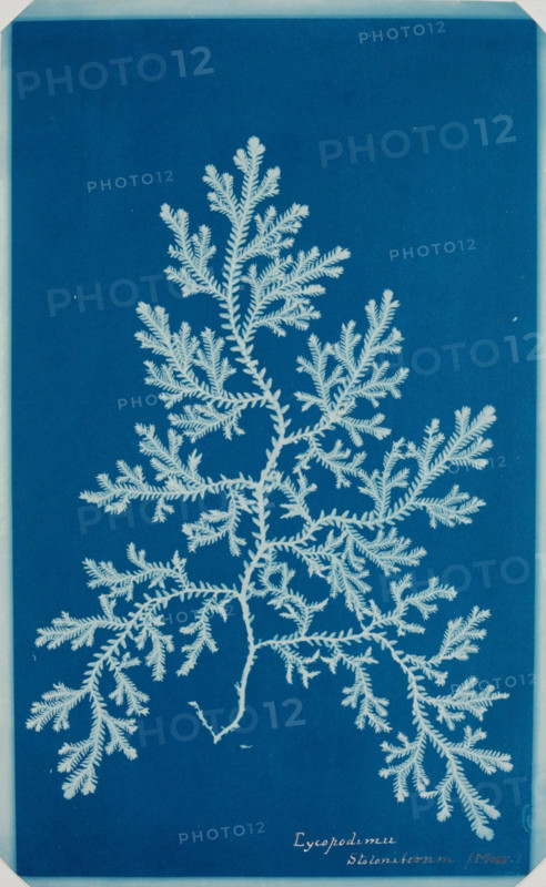 Fern from the "Hatton Album", between 1840 and 1859. Creator: Unknown.