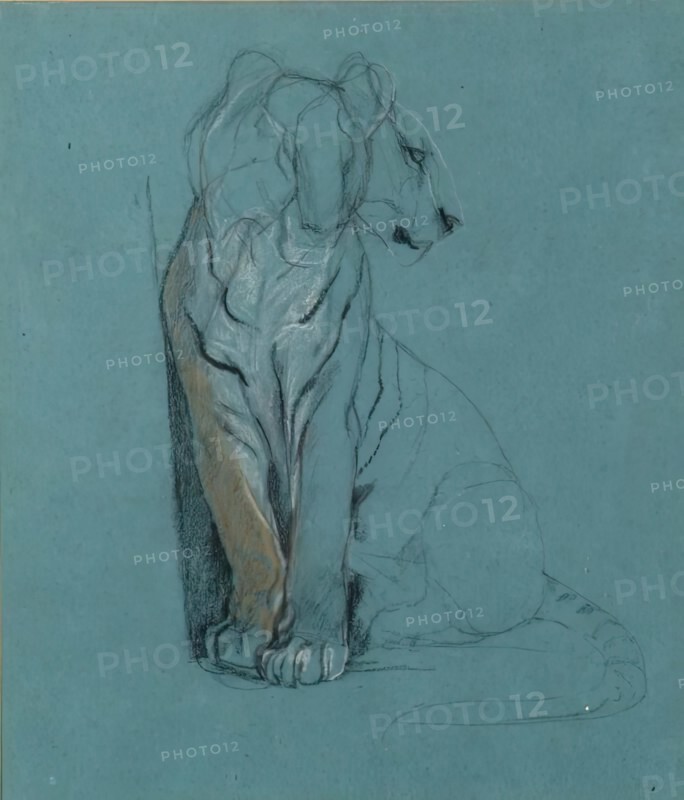 A Seated Tiger, 1900-1910. Creator: John MacAllan Swan.