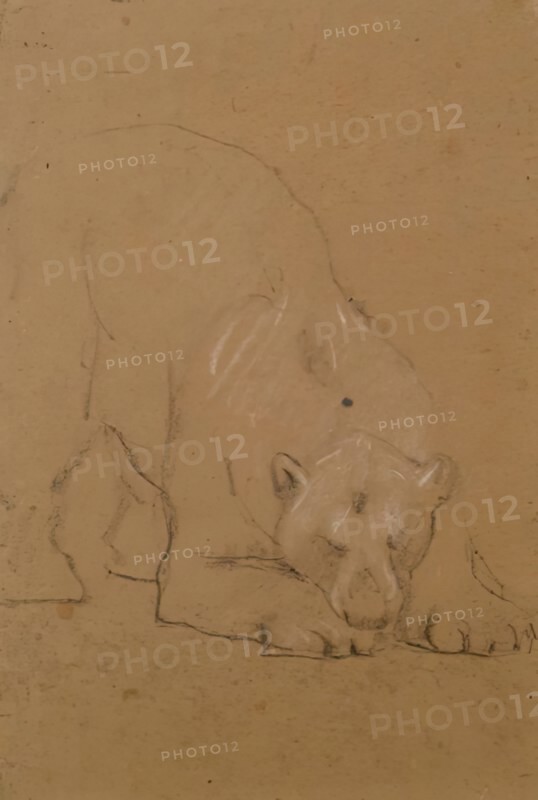 Study of a  Bear, 1900-1910. Creator: John MacAllan Swan.