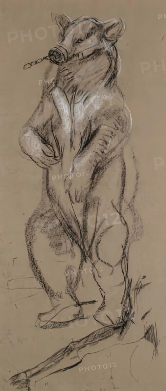 Study Of A Bear. Creator: John MacAllan Swan.