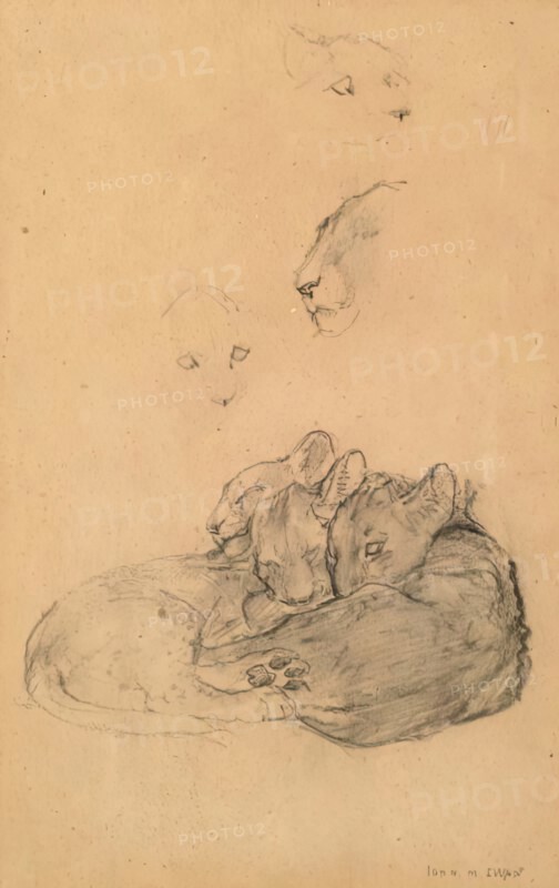 Ceylonese Leopard Cubs. Creator: John MacAllan Swan.
