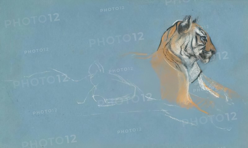 Head of a Tigress, c1900s. Creator: John MacAllan Swan.