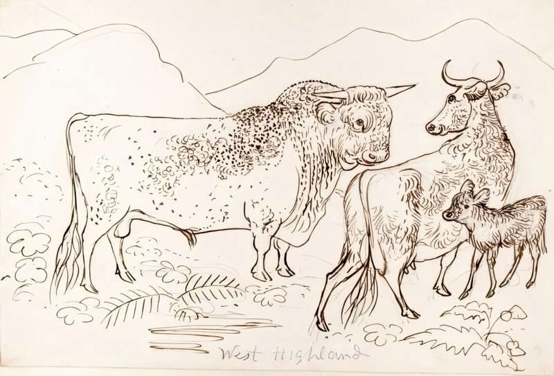 West Highland Cattle, 1825-1839. Creator: James Howe.