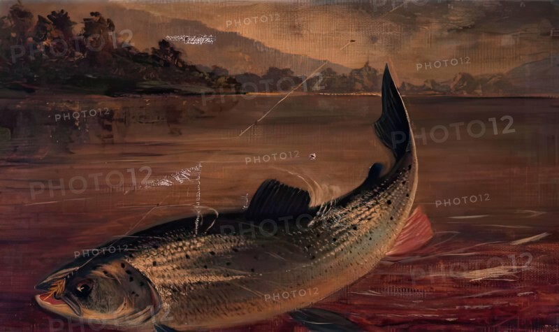 Sea Trout, 1895. Creator: E P Bradly.
