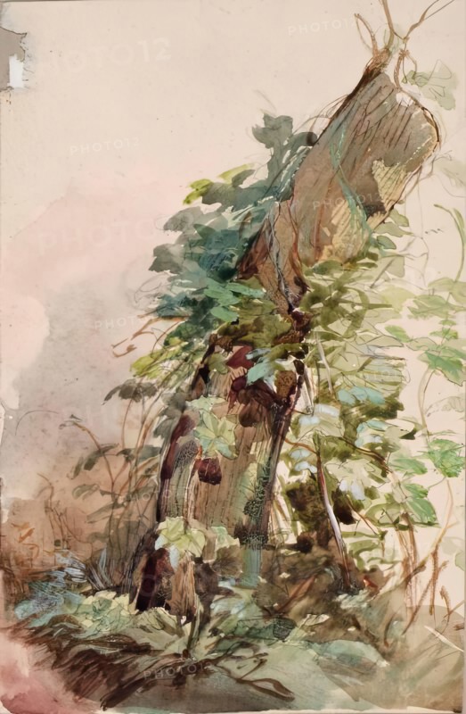 Ivy Covered Tree Stump, c1840s. Creator: John Phillip.