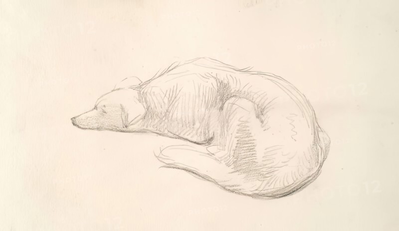 A Dog, c1830s. Creator: John Phillip.