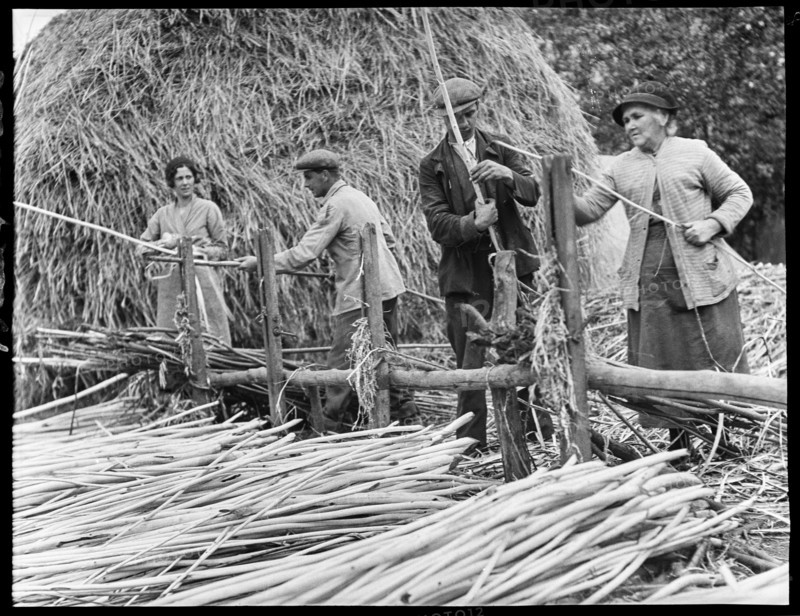 Osier strippers in Baughurst, peeling withies for making willow baskets, Hampshire, 1920-40. Creator: George R Long.