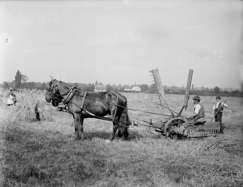 A self-raking, or sail reaper, 1900.  Creator: Henry Taunt.