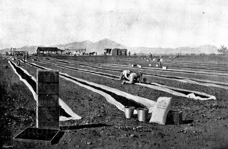 Fruit-Growing in California: drying prunes, 1895. Creator: George Meisenbach.