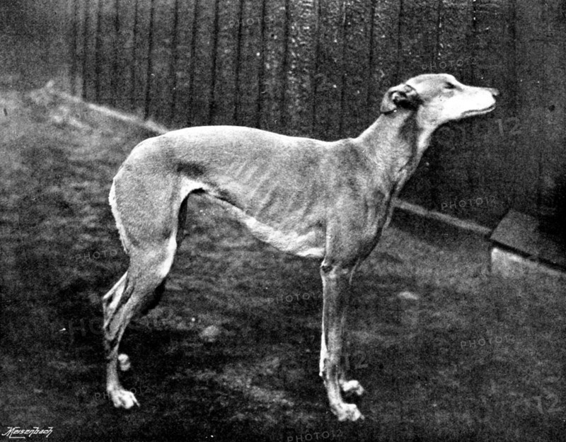 Thoughtless Beauty, the winner of the Waterloo Cup, 1895. Creator: Brown, Barnes & Bell.