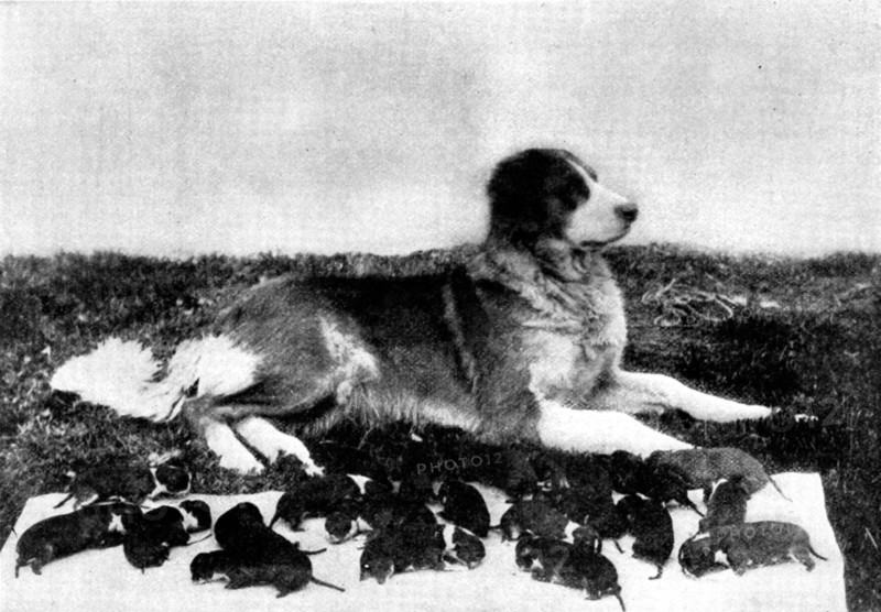 The St. Bernard, Lady Millard, and her litter of twenty-one pups, 1895. Creator: H. W. Harold.