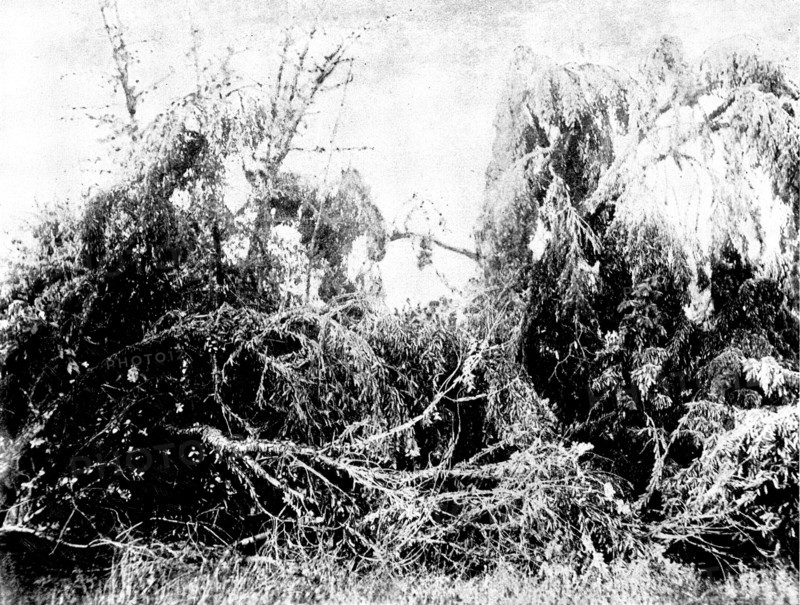 Swarm of locusts at Delagoa Bay, East Africa, 1895. Creator: Unknown.