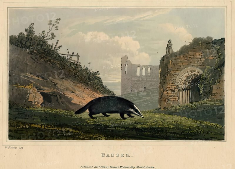 Badger, 1821. Creator: Newton Smith Limbird Fielding.