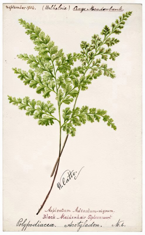 Black-Maidenhair Spleenwort (Polypodiacea Acotyledon No. 6), September 1904. Creator: William Catto.