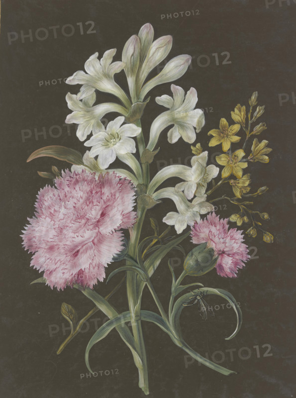 Arrangement of tuberose (Polyanthes), pink carnation (Dianthus), and a yellow flower with a fly.. Creator: Barbara Regina Dietzsch circle.