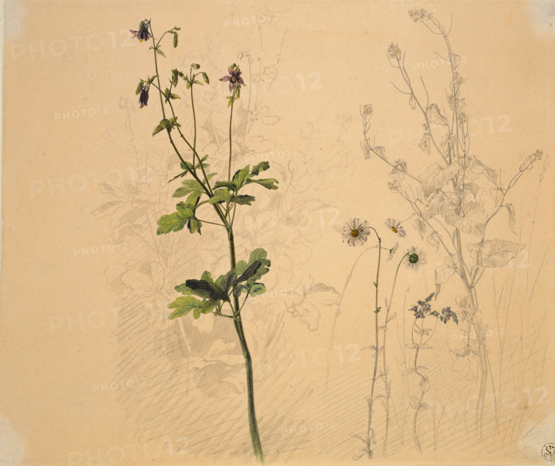 Columbine, daisy, garlic loosestrife, and lobelia, 1816. Creator: Carl Philipp Fohr.