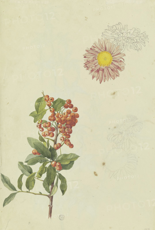 Firethorn and Chrysanthemum, 1817. Creator: Franz Theobald Horny.