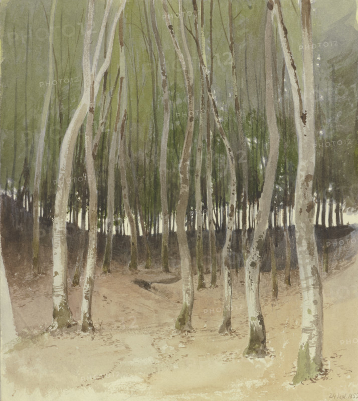Birch forest, 1855. Creator: Carl Theodor Reiffenstein.