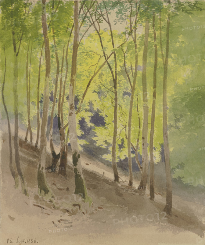 Forest slope, 1856. Creator: Carl Theodor Reiffenstein.