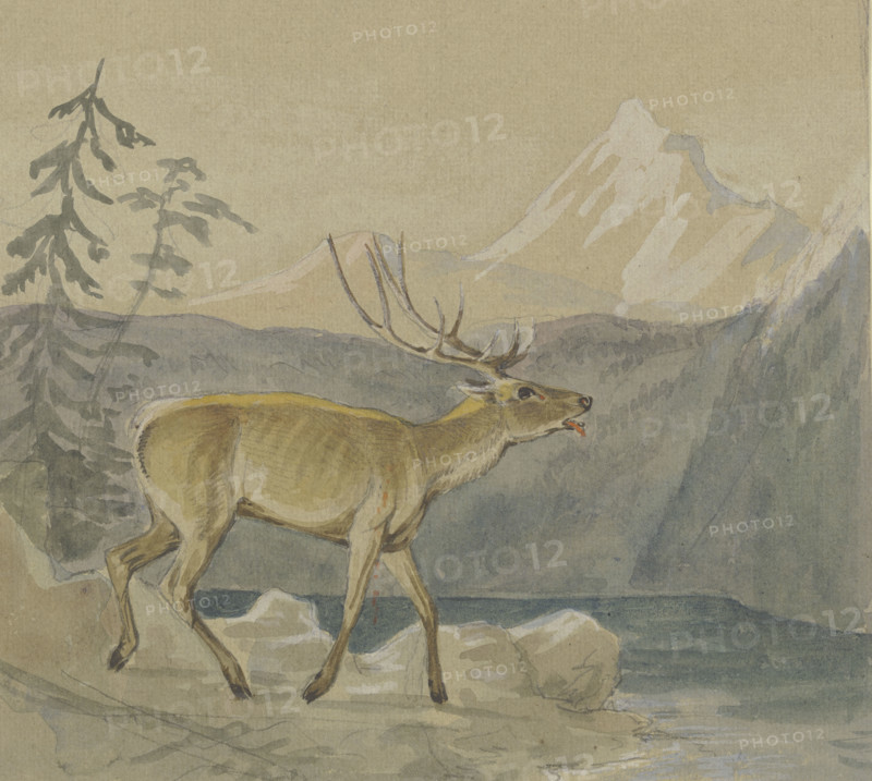 A wounded stag seeks refreshment at a mountain lake, mid-late 19th century. Creator: Johann Erdmann Gottlieb Prestel.