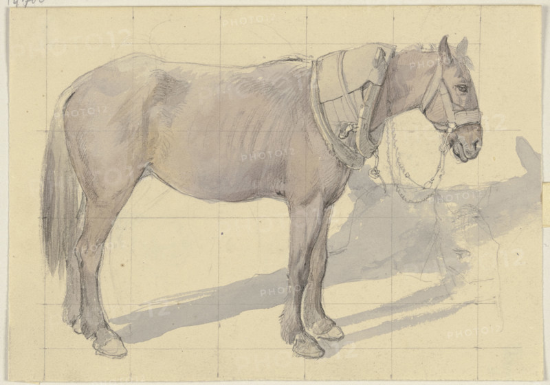 Bridled horse, c1830-1872. Creator: Jakob Becker.