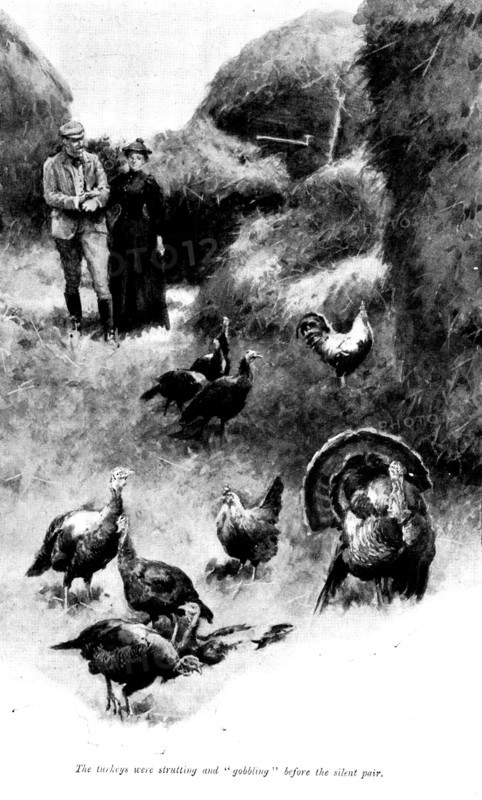 The Master of Pinsmead: the turkeys were strutting and "gobbling" before the silent pair, 1898. Creator: Unknown.